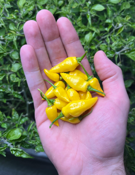 Hand holding yellow chilli against a white background