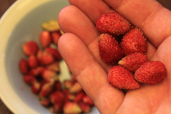 Hand holding red strawberries with a bowl of strawberries in the background